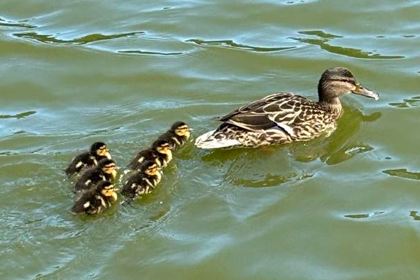 Tavaszi Medve Szabadtéri Csapatverseny 2024 - Debrecen